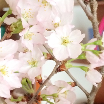 桜