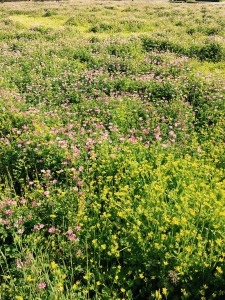 西谷　ブログ写真　花